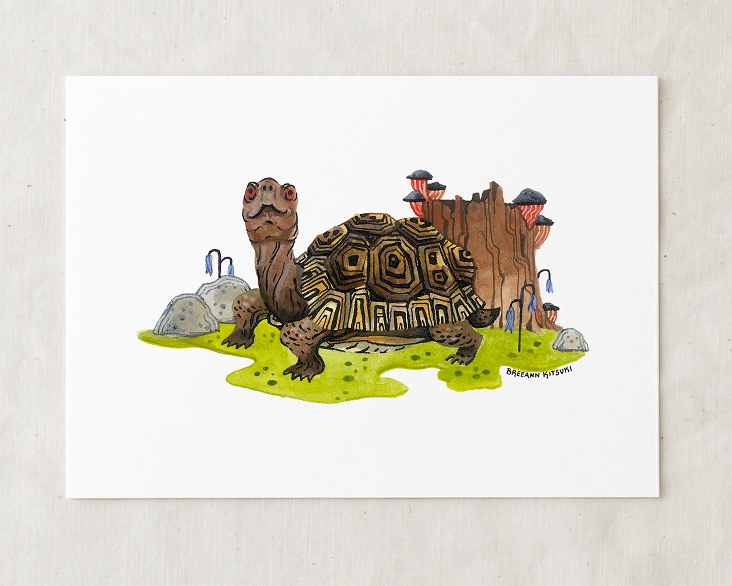 Box Turtle Art Print