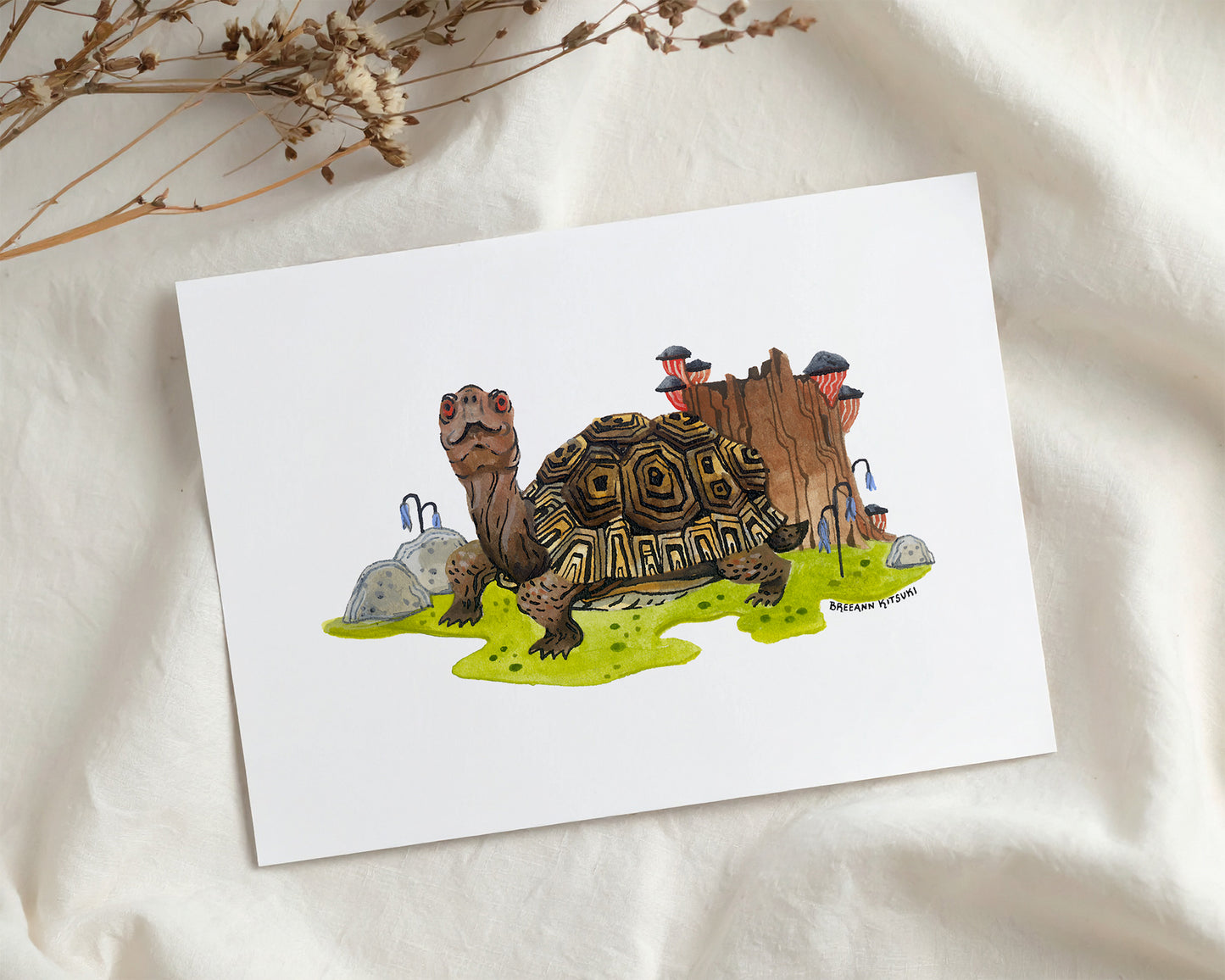 Box Turtle Art Print