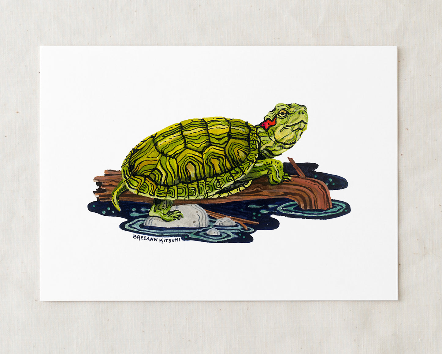 Red-eared Slider Turtle Art Print
