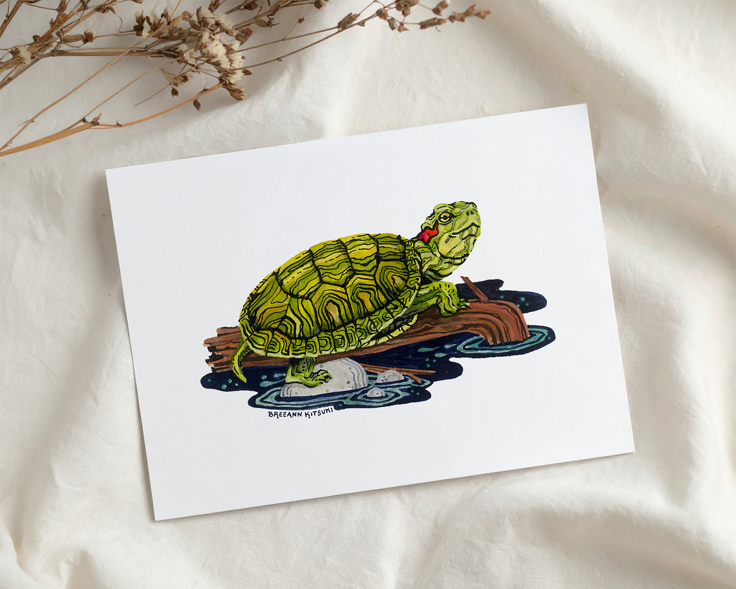 Red-eared Slider Turtle Art Print