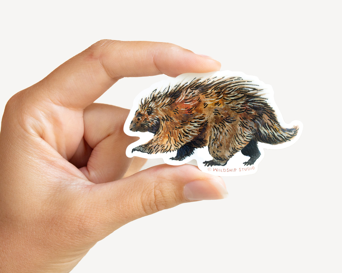 Porcupine Sticker
