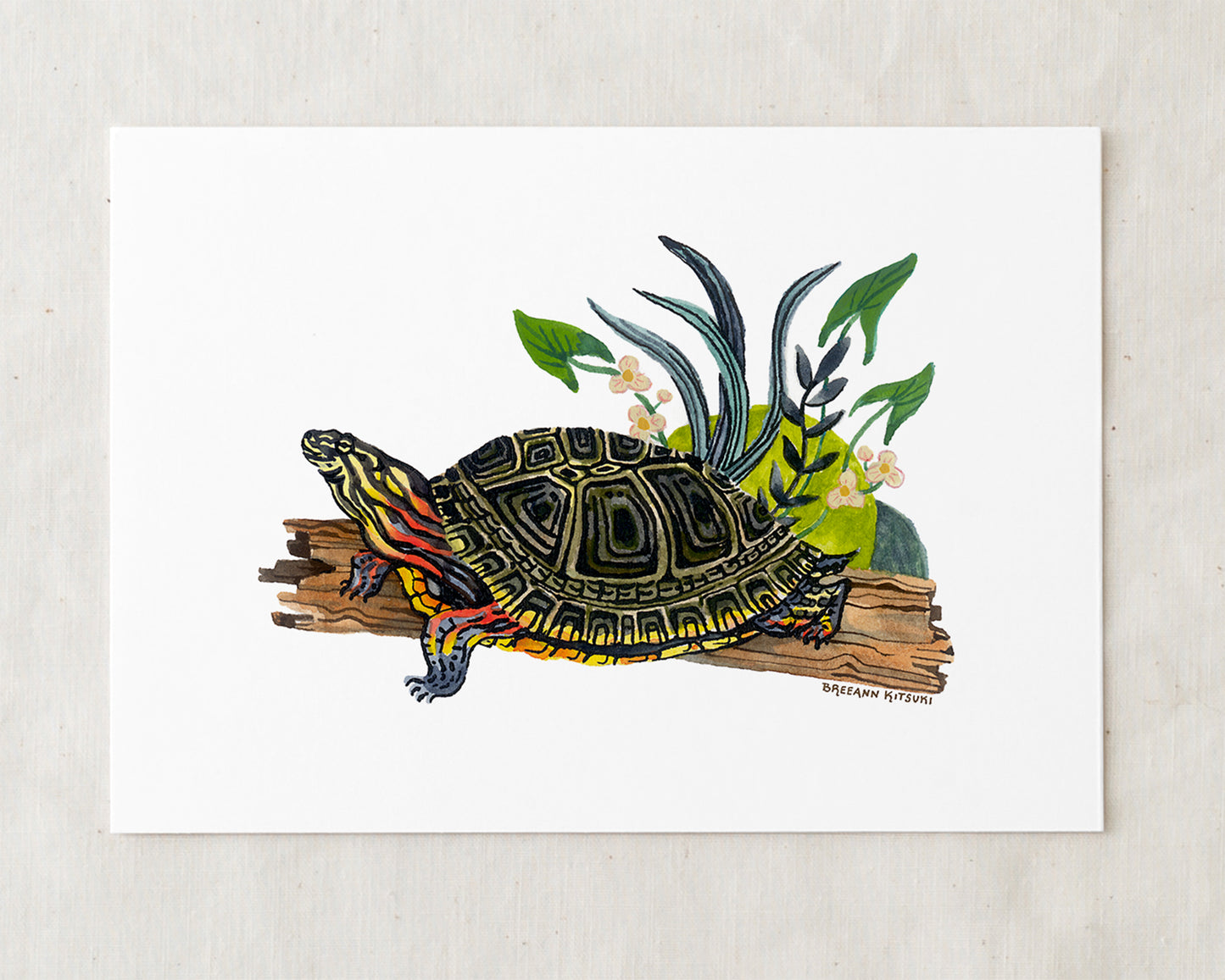 Painted Turtle Art Print