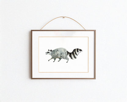 Raccoon Art Print