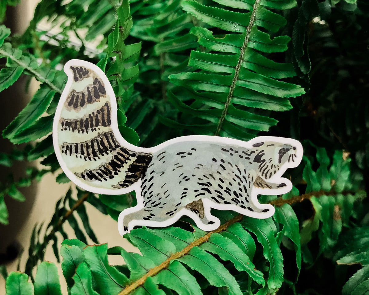 cute raccoon vinyl animal sticker art by wildship studio held against plants