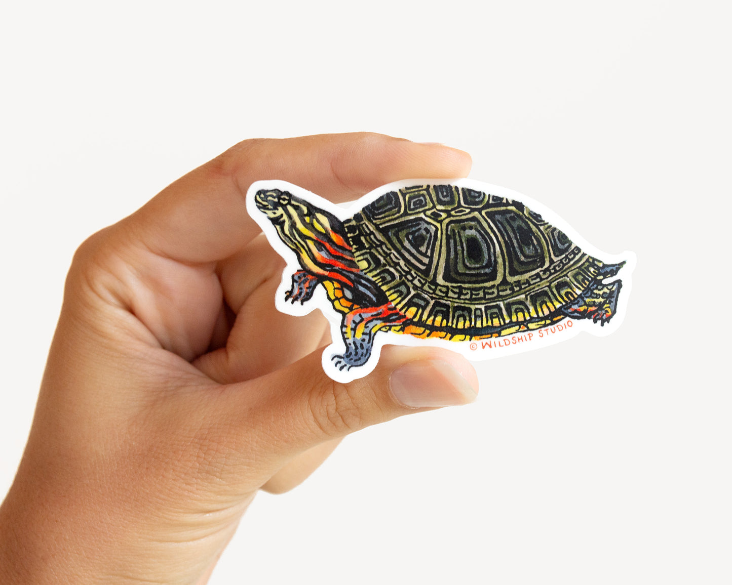 Painted Turtle Sticker